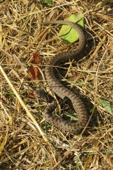 Brown snake on the grass, europe