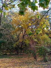 autumn in the park