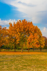 Fototapeta premium Autumn park trees in Bucharest, Romania 