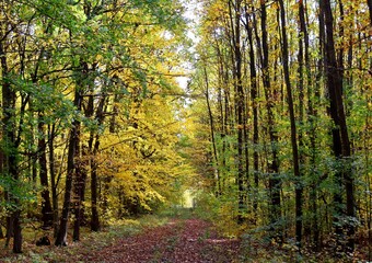 Weg Wald