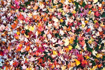 Fototapeta na wymiar Grass covered with colorful red, orange and yellow maple leaves in autumn