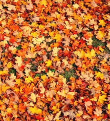 Grass covered with colorful red, orange and yellow maple leaves in autumn