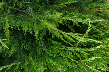 Fototapeta premium Coniferous green Christmas close up background.
