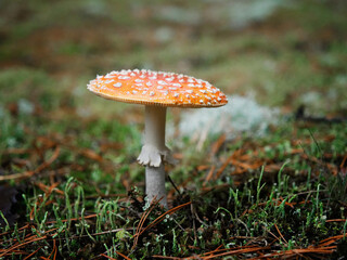 Amanita muscaria a.k.a. Fly Agaric. The mushroom grows in the forest. © makam1969