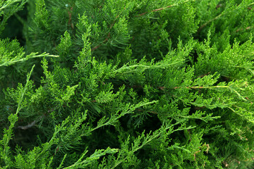 Coniferous green Christmas close up background.