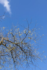Naked branches in autumn