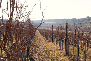 Obraz premium Late autumn day - Grapes growing in the vineyards of Frushka Gora mountain in Serbia