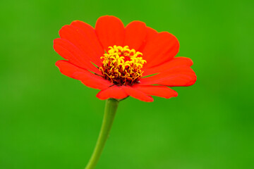 Colorful red orange zinnia flower