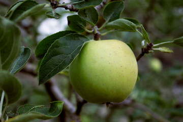fresh green apple on a tree branch. closeup