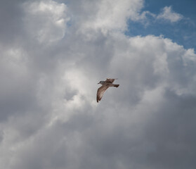 Bird flying in sky