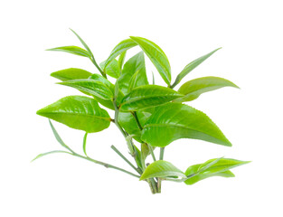 green tea leaf isolated on white background.