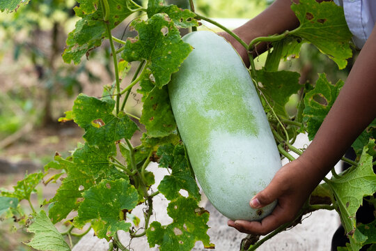 Farmer holding benincasa hispida or winter melon