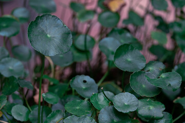 Fototapeta na wymiar Close up to Gotu kola or Centella Asiatica green leaves