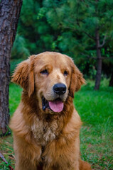 Fototapeta premium golden retriever portrait