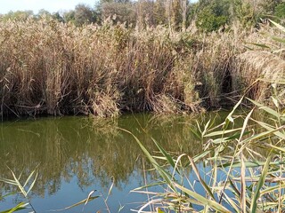 reeds in the pond