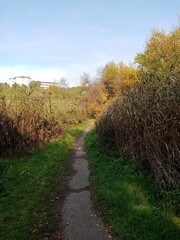 path in the autumn forest