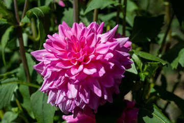 A beautiful pink Dalia flower