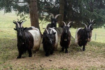 Valais Blackneck goats