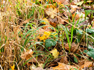 wet green grass covered by fallen leaves on surface of meadow in forest on rainy autumn day