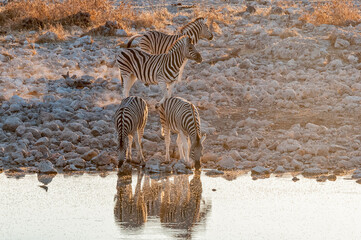 Fototapeta na wymiar Burchells zebras drinking
