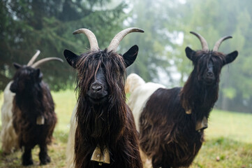 Valais Blackneck goats