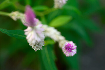 Closeup pink cockscomb flower with natural background.