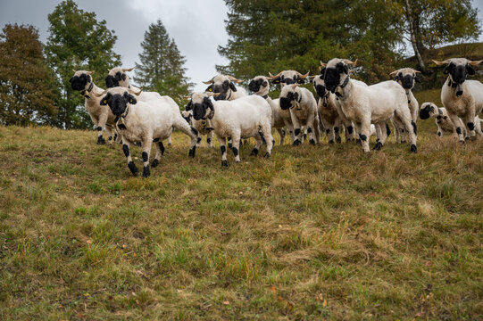 Herd Of Curious Black Nose Sheep In Valais