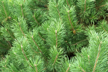 Macro background of Christmas green tree branches.