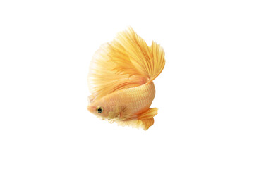 Obraz premium Close up Siamese fighting fish betta splendens (Halfmoon gold dragon betta ) isolated on white background. long fins and tail. action fish splendens.