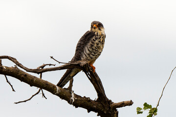 Faucon kobez, mâle,.Falco vespertinus, Red footed Falcon
