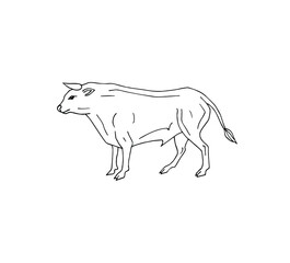 Vector hand drawn doodle sketch standing bull isolated on white background