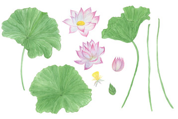 Watercolor painting set of waterlily flowers and leaves isolated on white. Design element for wedding invitation, greeting card