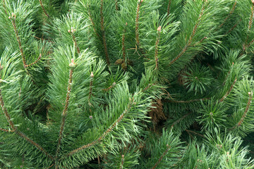 Fototapeta na wymiar Macro background of Christmas green tree branches.