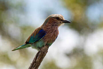 Rollier varié,.Coracias naevius, Purple Roller