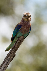 Rollier varié,.Coracias naevius, Purple Roller