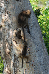 Babouin chacma, Papio ursinus , chacma baboon, Parc national Kruger, Afrique du Sud