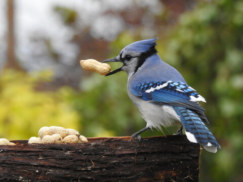 
A peanut blue jay