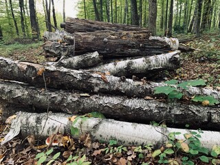 pile of logs
