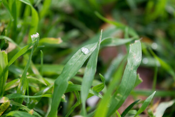 water droplet on grass closeup