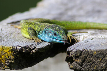Naklejka na ściany i meble European Green Lizard, Lacerta viridis male at mating season