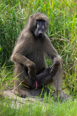 Babouin chacma, Papio ursinus , chacma baboon, Parc national Kruger, Afrique du Sud