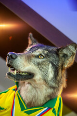 The wolf grins his teeth. portrait of an animal