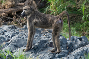 Babouin chacma, Papio ursinus , chacma baboon, Parc national Kruger, Afrique du Sud