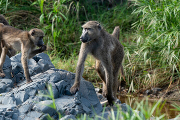 Babouin chacma, Papio ursinus , chacma baboon, Parc national Kruger, Afrique du Sud