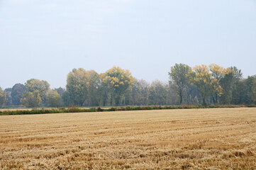 Risaie e colori d'autunno a sud di Milano - Basiglio