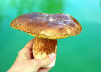 Large white mushroom on a green background in a female hand.