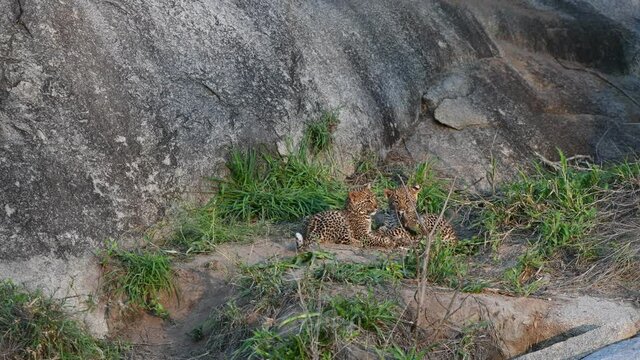 Baby Leopards Playing