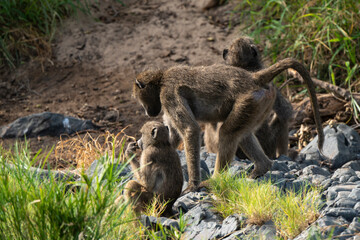 Babouin chacma, Papio ursinus , chacma baboon, Parc national Kruger, Afrique du Sud