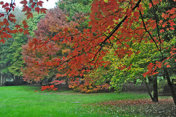 Foliage d'autunno a Basiglio - Parco Sud Milano