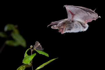 Fototapeta na wymiar Bechstein's bat, Myotis bechsteinii